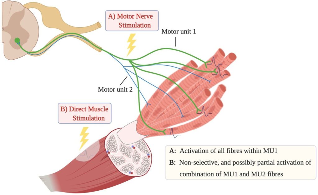 Facial muscle activations by functional electrical stimulation