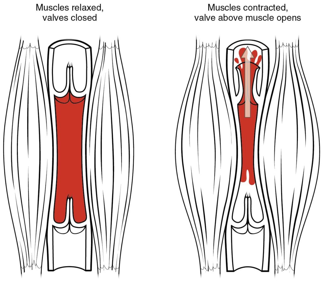 Efecto de bomba muscular.